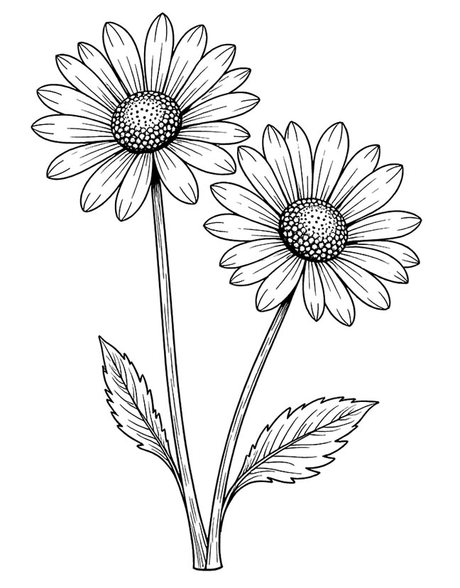 Aster flower for kids coloring page